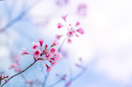 Cherry blossoms or Sakura flower in national park chiang mai Thailandの写真素材