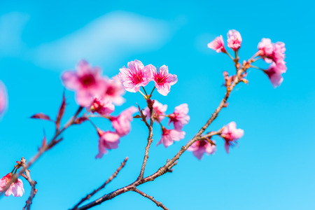 Cherry blossoms or Sakura flower in national park chiang mai Thailandの写真素材