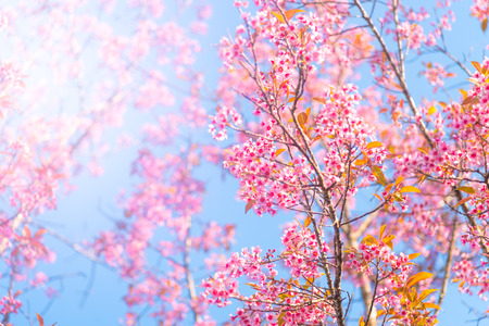 Cherry blossoms or Sakura flower in national park chiang mai Thailandの写真素材