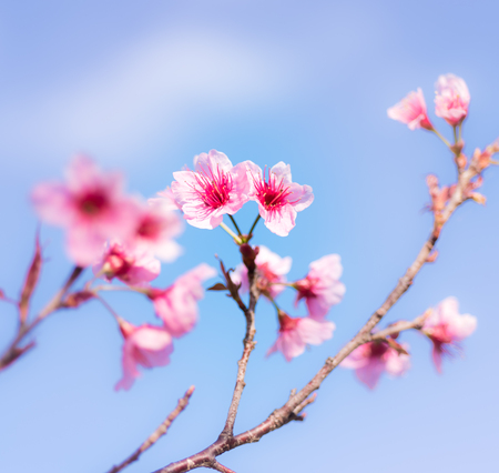 Cherry blossoms or Sakura flower in national park chiang mai Thailandの写真素材