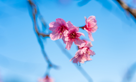 Cherry blossoms or Sakura flower in national park chiang mai Thailandの写真素材