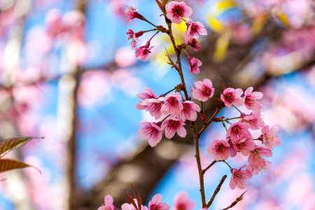Cherry blossoms or Sakura flower in national park chiang mai Thailandの写真素材