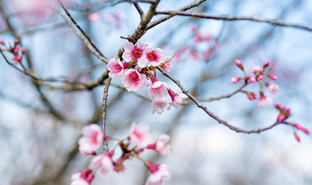 Cherry blossoms or Sakura flower in national park chiang mai Thailandの写真素材