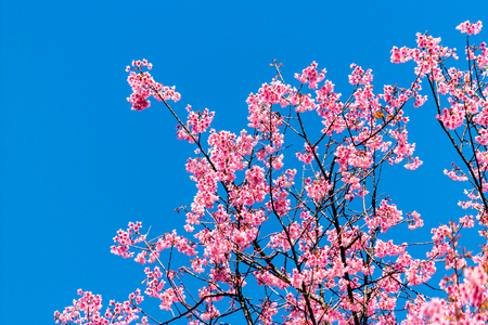 Cherry blossoms or Sakura flower in national park chiang mai Thailandの写真素材