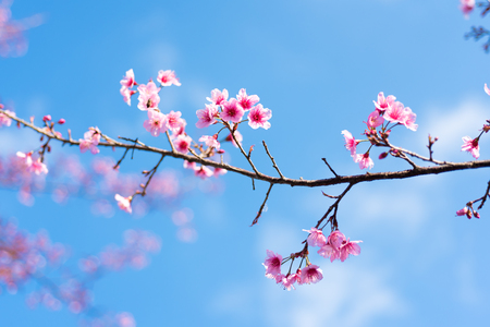 Cherry blossoms or Sakura flower in national park chiang mai Thailandの写真素材