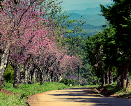 Cherry blossoms or Sakura flower in national park chiang mai Thailandの写真素材