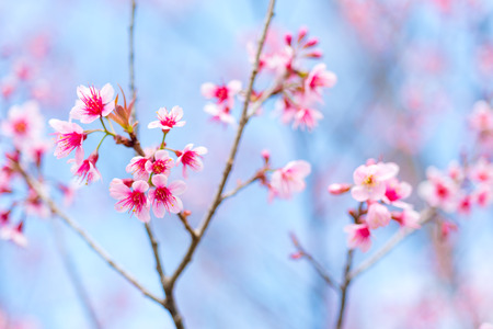Cherry blossoms or Sakura flower in national park chiang mai Thailandの写真素材