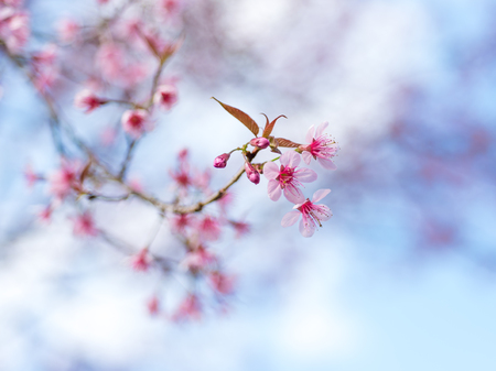Cherry blossoms or Sakura flower in national park chiang mai Thailandの写真素材