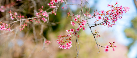 Cherry blossoms or Sakura flower in national park chiang mai Thailandの写真素材