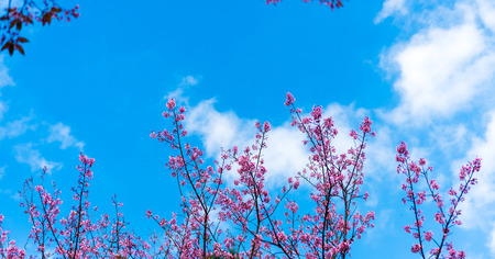 Cherry blossoms or Sakura flower in national park chiang mai Thailandの写真素材