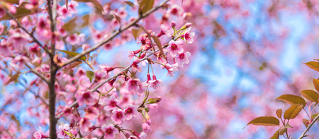 Cherry blossoms or Sakura flower in national park chiang mai Thailandの写真素材