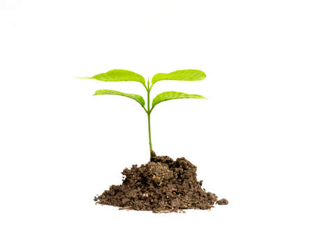 top view of young sprout growing in soil , isolated on whiteの写真素材