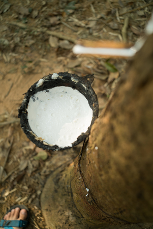 Rubber Latex of rubber trees.の写真素材