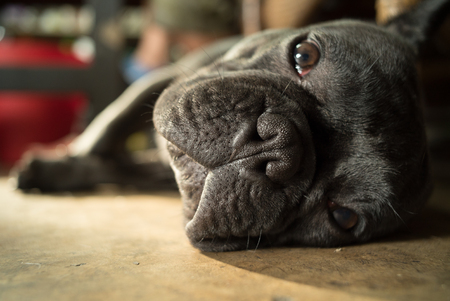 french bulldog sleeping.の写真素材