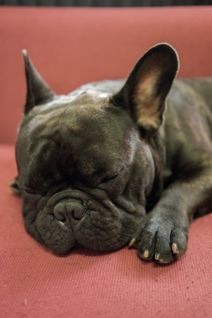 Close up black french bulldog sleepingの写真素材