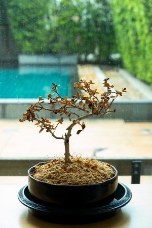 Dry tree.の写真素材