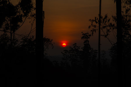 red Autumn forest at the sun set sri lankaの写真素材