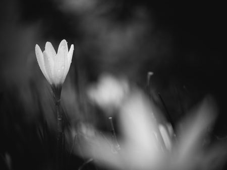 bloom with black and whiteの写真素材