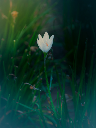 blossomの写真素材