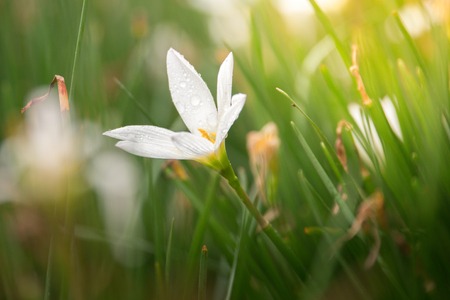 Morning flowerの写真素材