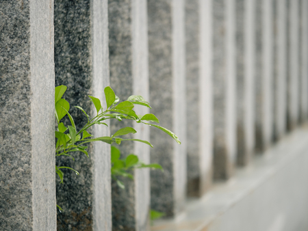 plant in the wallの写真素材