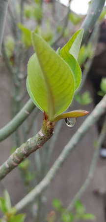 Beautiful water drop in leafs after rainの写真素材