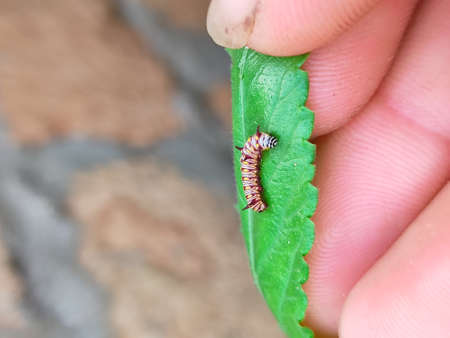Caterpillars are the larval stage of members of the order Lepidoptera.の写真素材
