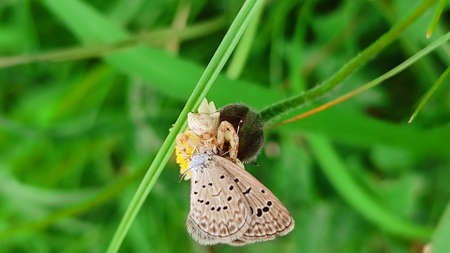Thomisidae caught up a little butterflyの写真素材