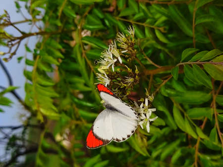 Colotis, called orange tips or Arabs, is a genus of butterflies of the subfamily Pierinae found mainly in Africa and south-western Asiaの写真素材