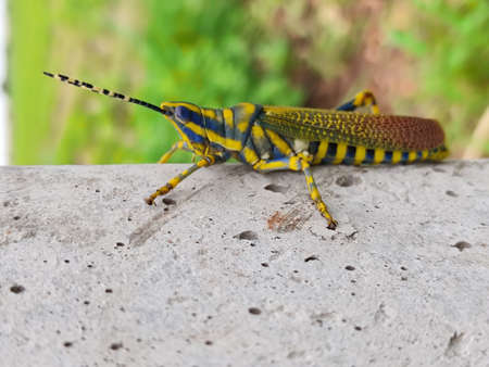 Beautiful Green colored Grasshopper  in Indiaの写真素材