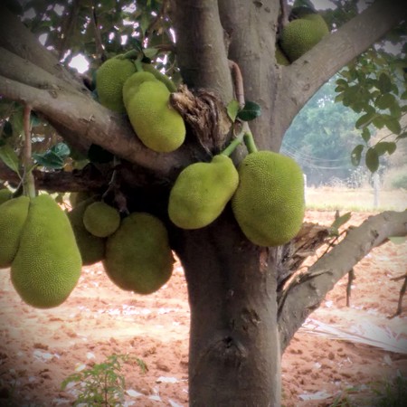 Jackfruit