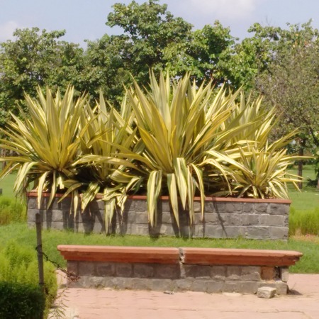 Park Plantの写真素材