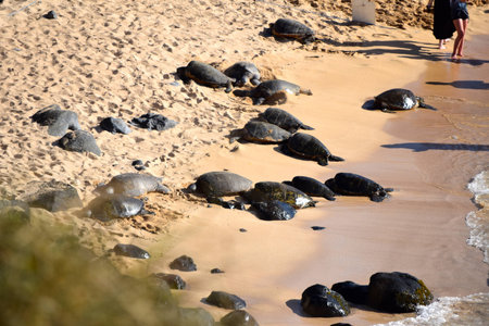 Hawaiiの写真素材