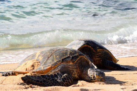 Hawaiiの写真素材