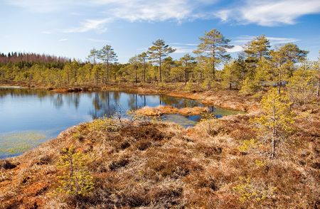 Topi and marshes, the blue skies Boardsの写真素材