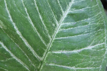 Cream patterns on Alocasia macrorrhizosの写真素材