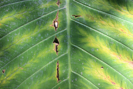 Disease on Alocasia macrorrhizos