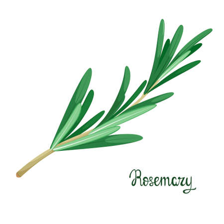 A sprig of rosemary on a white background. herbs. vector illustration.のイラスト素材