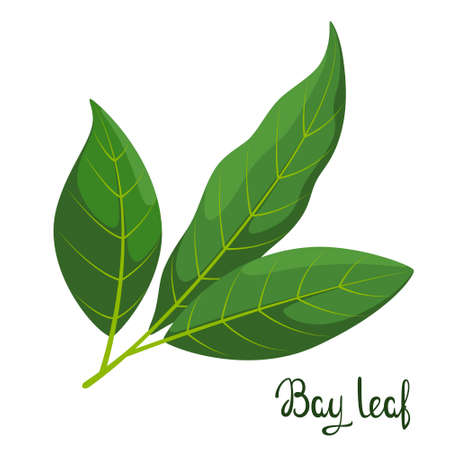 Bay leaves on a white background. herbs.のイラスト素材