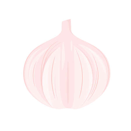 Whole garlic on a white background. cartoon design.のイラスト素材