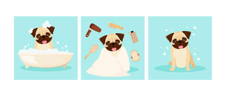 Funny pug is washing in the bathroom. Grooming. cartoon design.のイラスト素材