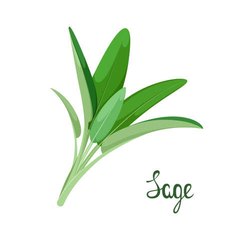 A sprig of sage on a white background. herbs.のイラスト素材