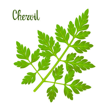 A sprig of chervil on a white background. herbs.のイラスト素材
