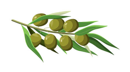 Olive branch on a white background. plantのイラスト素材
