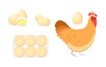 A set of raw eggs, whole and broken. live chickenのイラスト素材