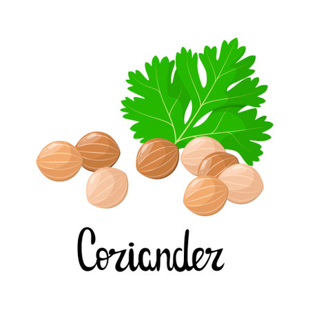 Coriander on a white background. Spices. cartoon design.のイラスト素材