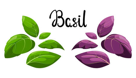 Basil leaves on a white background. cartoon design. Spice.のイラスト素材