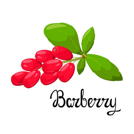 Barberry on a white background. cartoon design.のイラスト素材