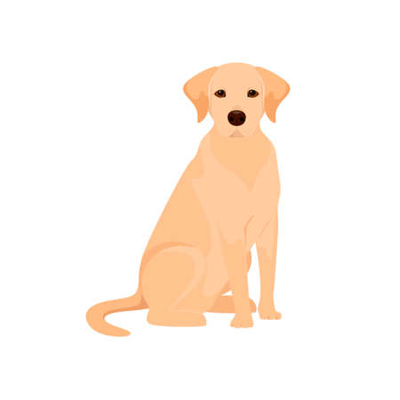 Cute labrador on a white background. A dog in a cartoon design.のイラスト素材