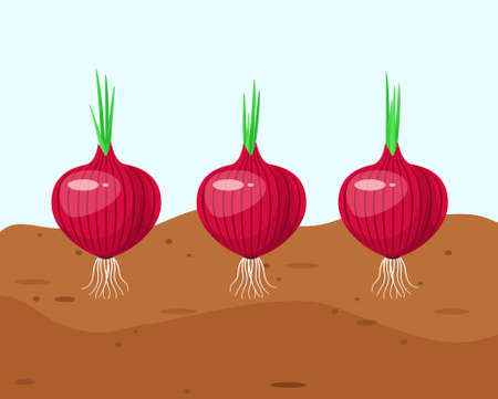 Onions grow in the garden. Vegetables in a cartoon style.のイラスト素材
